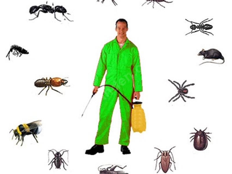 Büyükorhan Böcek İlaçlama